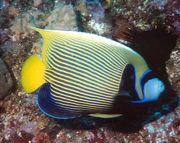 Pomacanthus imperator Voksen